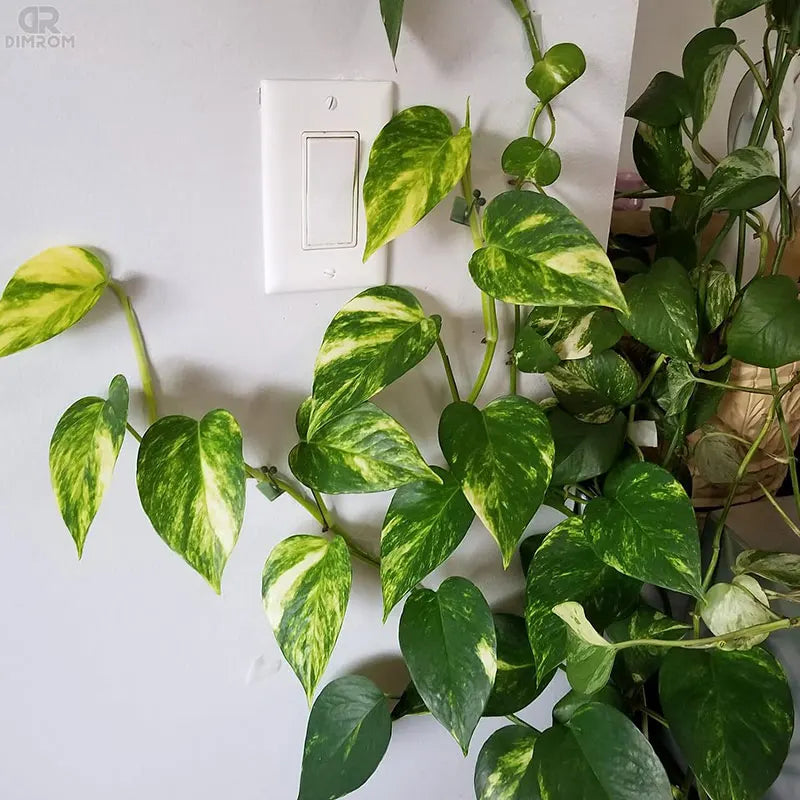 Invisible Wall Rattan Clamp Plant Climbing Wall Self-Adhesive Fixator Self-Adhesive Hook Plant Bracket Sticky Hook Plant Support