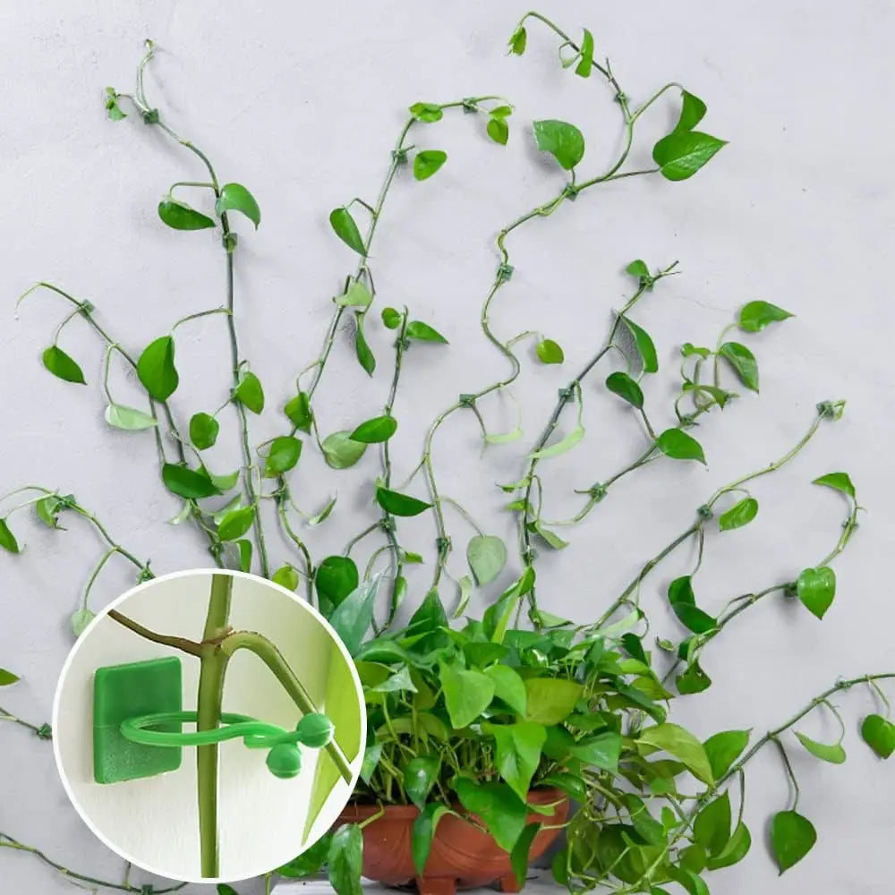 Invisible Wall Rattan Clamp Plant Climbing Wall Self-Adhesive Fixator Self-Adhesive Hook Plant Bracket Sticky Hook Plant Support