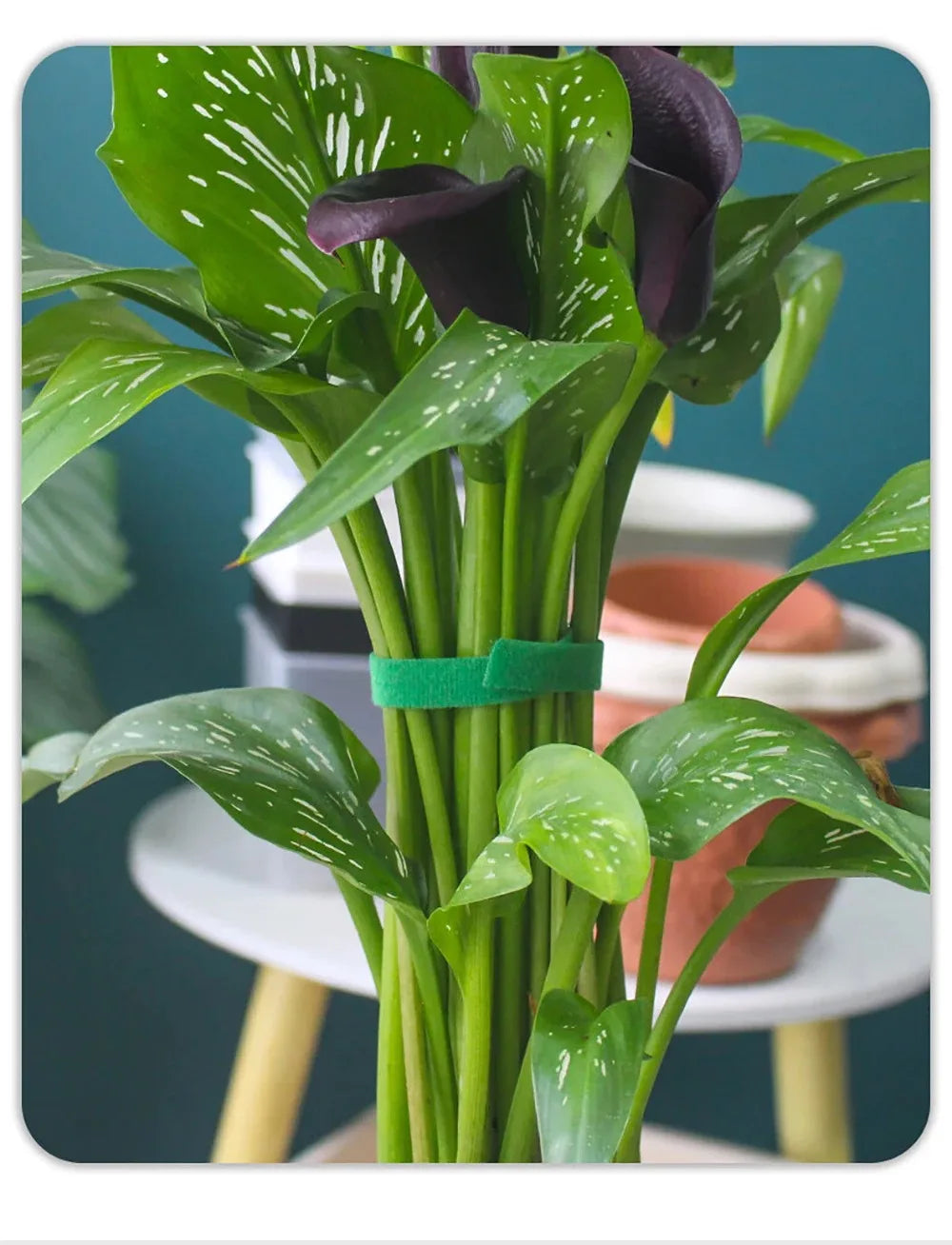 Tutors for Plants Self-adhesive Plant Nylon Cable Tying Climbing Plant Support Green Fastener Tape Reusable Care Garden Supplies
